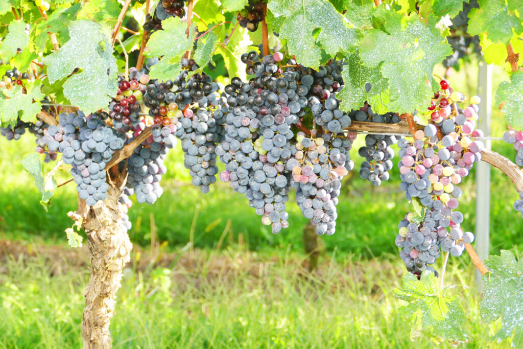 ワイン用の黒葡萄・葡萄畑